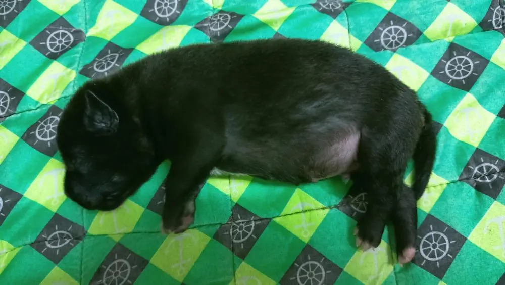 One week old pup 🐶🐾 