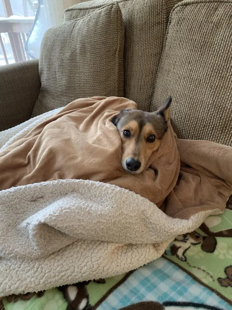 A 🐷 in a blanket ?