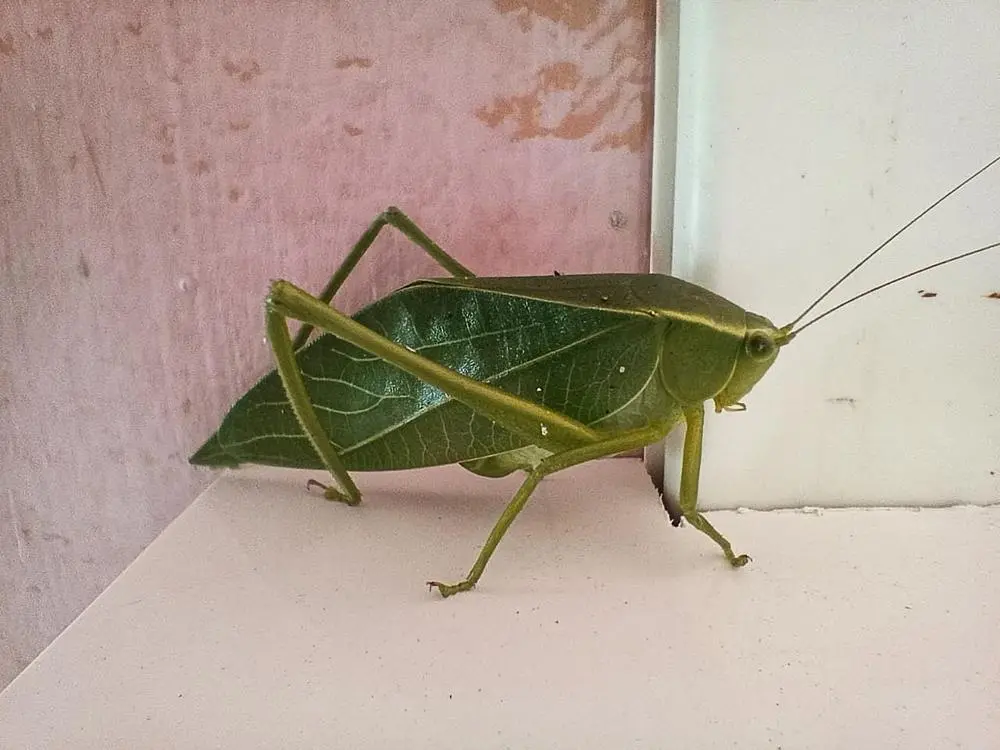 🦗

Posted via @cloutfeed