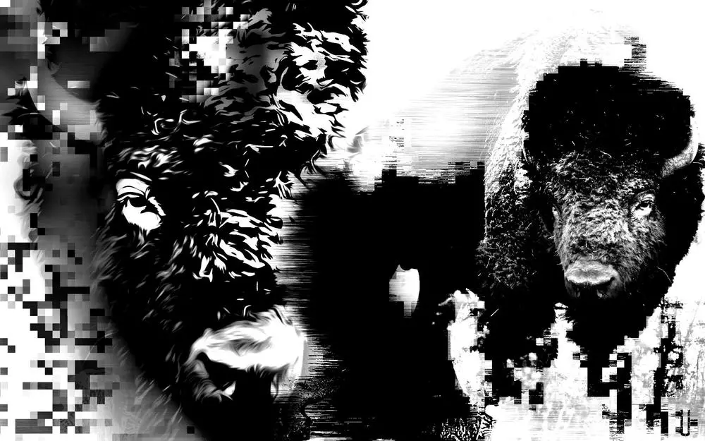 Species: Bison bison