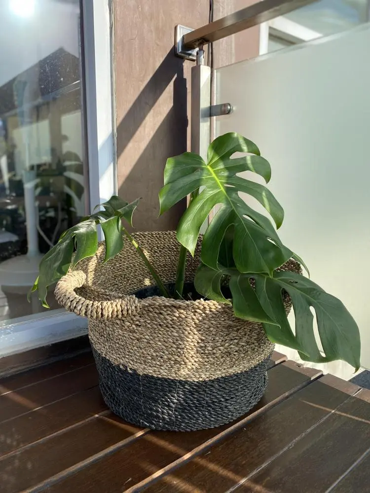 Good morning! I hope you have a blessed day 💚