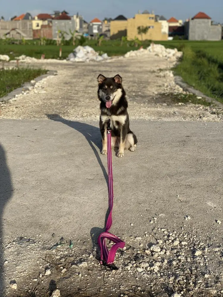 My baby girl, Sam, listens to stay now. Tomorrow I'm going to stand further #dogsofbitclout 