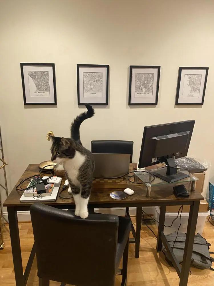 Me: trying to get organized for full-time work again

This cat we're pet-sitting for 10 days: other plans