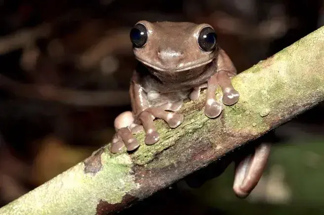 Discovery of a new species of "chocolate" frog
A team of scientists has announced the discovery of a new species of frog. Compared to other tree-dwelling species known for their green skin, this species has brown skin, hence its nickname "chocolate frog.