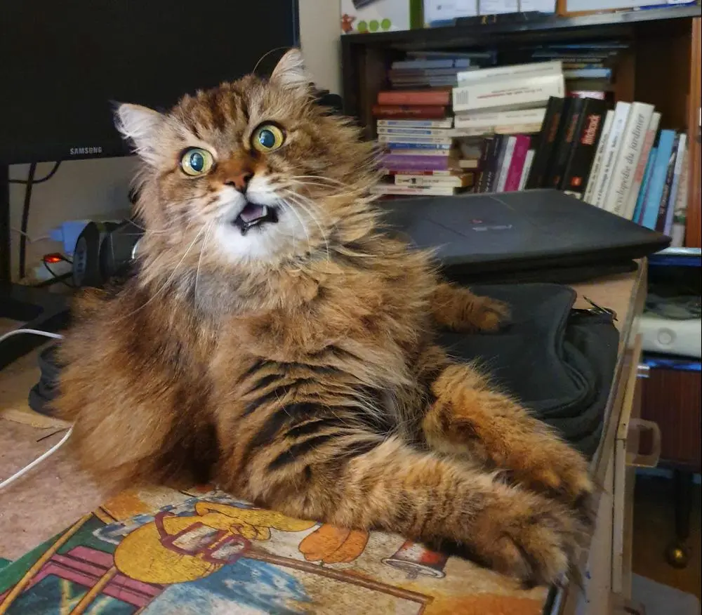 This is my boyfriend's cat who wants to marry me. Do you think I will give him consent?