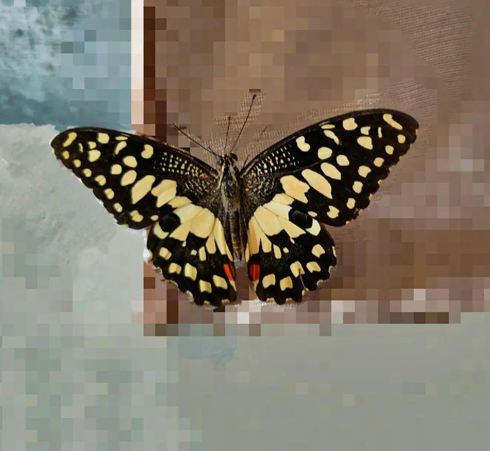 Isn't it beautiful?🦋

Posted via @cloutfeed