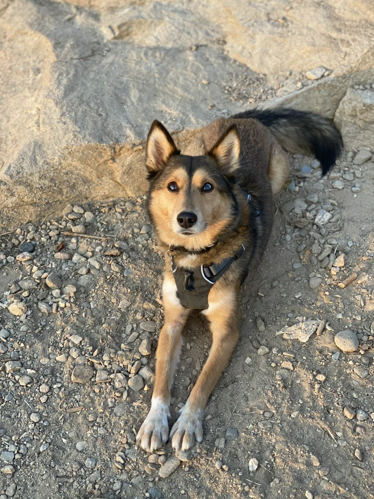 why has no one invested in me yet bork bork