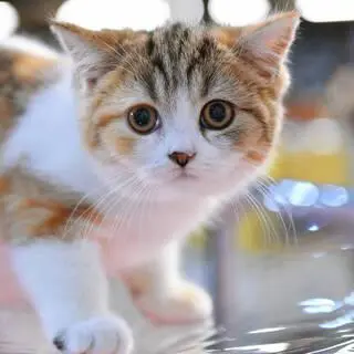 Vinegar and naphthalene are the most unloved smells in most pets. Often vinegar is used to clean the trays, but it is an error. The cat will not want to go to the tray that smells like a hateful smell.