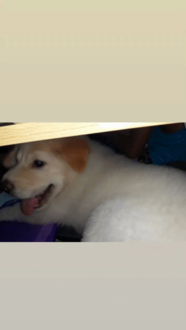 Okay someone's messing with my paper works 👀👀 you're lucky you're cute 🐶