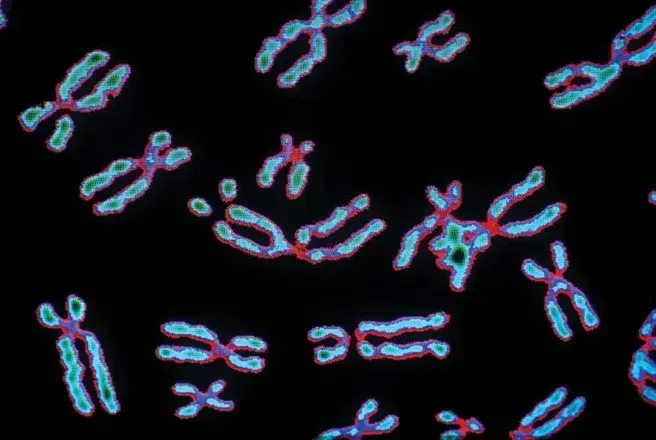 Human chromosome mass measured for the first time
Using the Diamond Light Source synchrotron located in England, physicists have for the first time been able to determine the individual mass of 46 chromosomes in human cells.