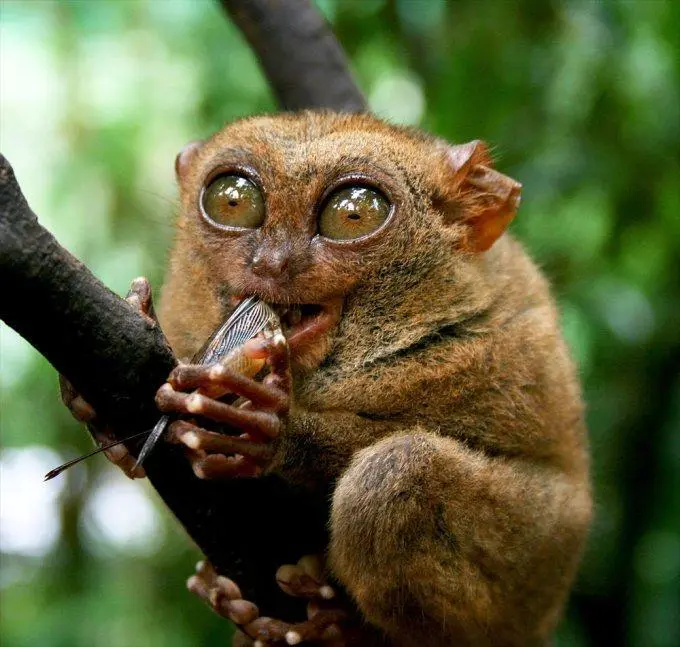 Tarsius tarsier, primata langka yang hidup di Sulawesi

Wonderful Indonesia 🇲🇨