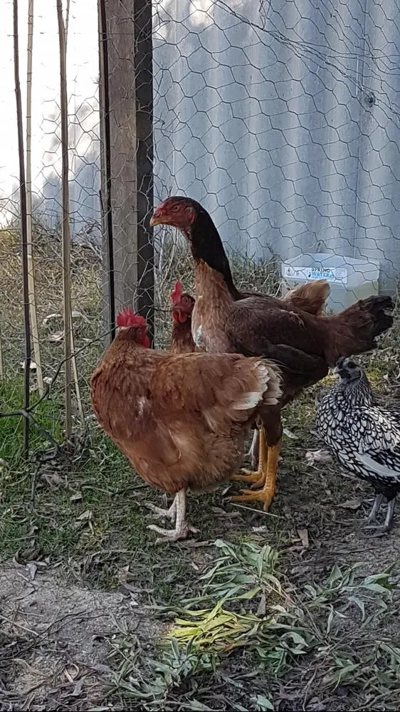 When people first see this hen next to my other hens the most common reaction is:
''Bloody hell mate, is that a chook or some sort of dinosaur?'' 😂😅