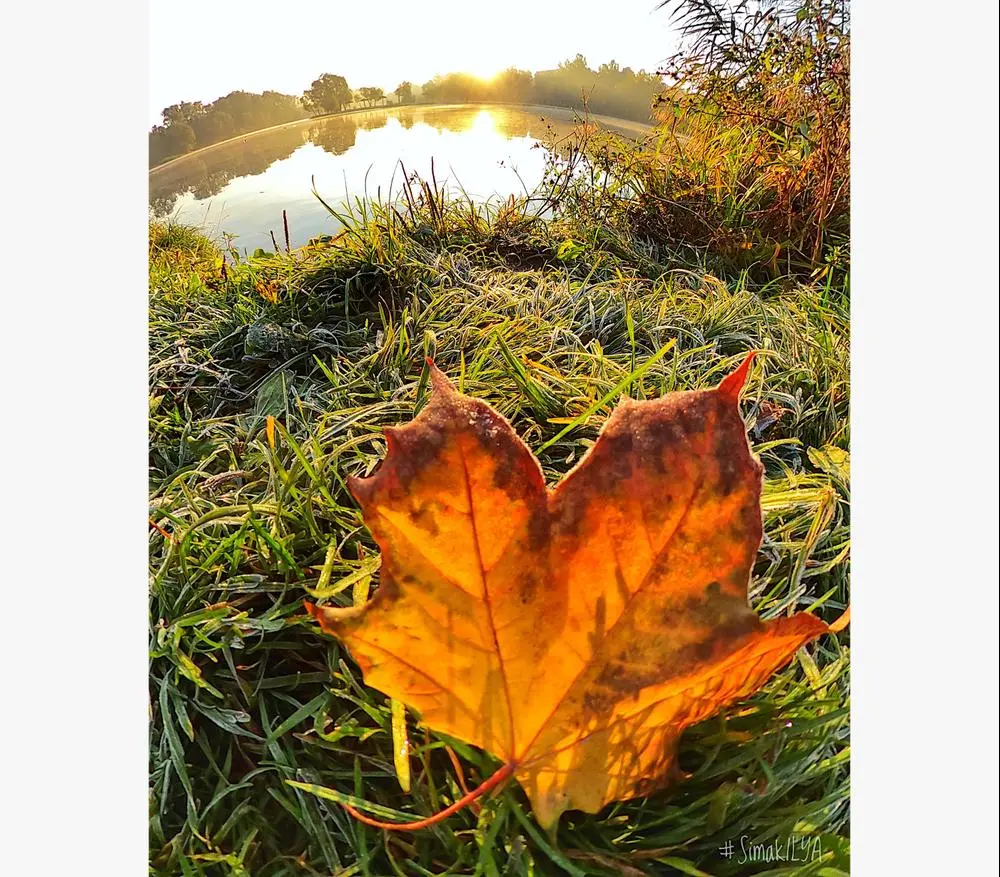 🌅Fall, sunshine, and frosty dawn to your feed!🍁

#nature #sunrise #simakilya @_photography