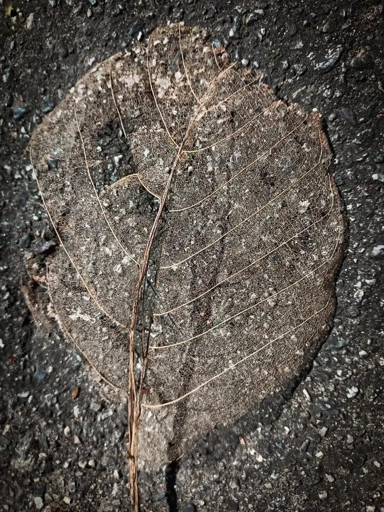 Nature is the
       art
  in itself.🍁

@PhotographersCorner  @CLoutPhoto @boldfrontiers 

Posted via @cloutfeed